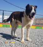 فروش آلابای نر بالغ