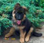 توله ژرمن شولاین کیفیت خوب