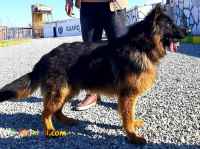 فروش ژرمن کینگ نر بلک فیس ۹ ماهه