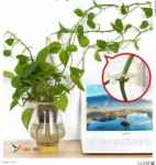 گیره جادویی، گیره پتوس، بست نظم دهنده