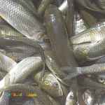 فروش بچه ماهی کپور و آمور