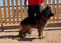 فروش ژرمن کینگ نر بلک فیس ۹ ماهه