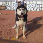 فروش هاسکی بالغ