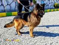 فروش ژرمن کینگ نر بلک فیس ۹ ماهه