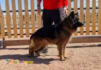 فروش ژرمن کینگ نر بلک فیس ۹ ماهه