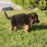 فروش توله ژرمن مو کلاسیک نر و ماده