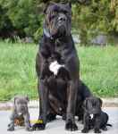 فروش توله کن کورسو نر و ماده