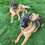 توله ژرمن های اصیل بلک فیس