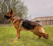 فروش توله ژرمن ۵۰ روزه