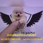 پامروارداتی