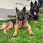 فروش توله ژرمن ماده شولاین