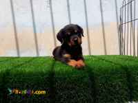 توله رتوایلر  اصیل 