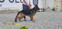 فروش ژرمن نر بالغ مو بلند