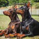 فروش دوبرمن بالغ (مولد)