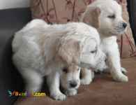 فروش توله گلدن رتریور ۵۰ روزه