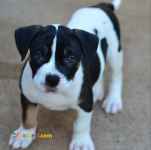 فروش توله پیتبول امریکن