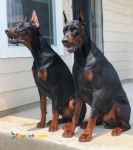 توله سگ ژرمن شپرد با خط خونی بالا