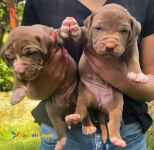 فروش توله پیتبول  نر و ماده 