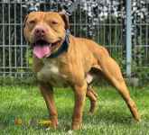 فروش توله پیتبول  