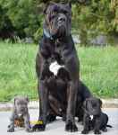 فروش توله کن کورسو 