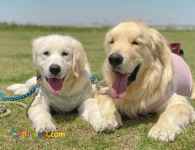 فروش توله گلدن رتریور 