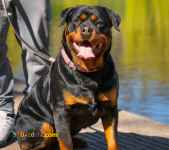 فروش توله روتوایلر 