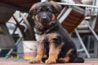  فروش توله سگ ژرمن _ توله سگ ژرمن ورک لاین 