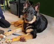 فروش توله سگ ژرمن - توله ژرمن از والدین وارداتی 