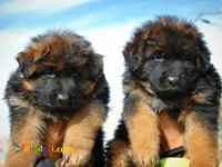 توله ژرمن شپرد های شولاین پا خرگوشی شیب دار