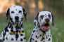 فروش ویژه ی توله سگ های عالی دالمیشن فروش ویژه ی توله سگ های عالی دالمیشن