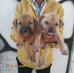 توله پیتبول های سایز درشت عالی