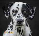 فروش توله دالمیشن خالدار