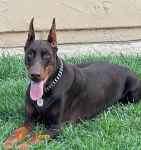 فروش توله دوبرمن ماده مشکی