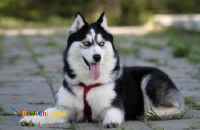 فروش توله هاسکی سیبرین مالاموت