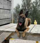 فروش توله مالینویز اصیل