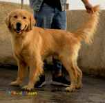 سگ گلدن رتریور قیمت سگ گلدن رتریور