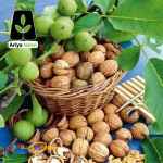 نهال گردو؛ خرید نهال گردو، نهال بادام، نهال انگور و …