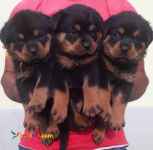 توله سگ روتوایلر-قیمت توله روتوایلر