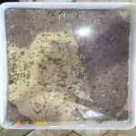 تولید و فروش انواع حلواشکری سنتی اردکان 