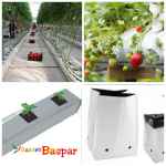 کیسه کشت گروبک