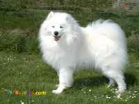 توله ساموید