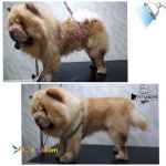 جذب هنرجوی آرایش حیوانات خانگی