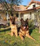 توله سگ ژرمن شپرد مسابقاتی