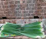 فروش گل آلوئه ورا ، پاجوش آلوئه ورا و برگ آلوئه ورا خوراکی وآرایشی