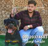 خرید سگ_فروش سگ_خرید سگ روتوایلر_قیمت سگ روتوایلر
