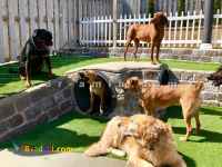 کلینیک دامپزشکی شمال تهران