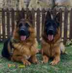 توله سگ ژرمن شپرد(موبلند شولاین) در تهران