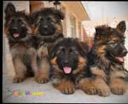 فروش تخصصی بیش از 200 قلاده ژرمن توله و بالغ سگ نگهبان ژرمن شپرد