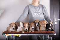 توله پیت بول،سگ پیتبول اصیل