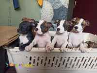 فروش توله سگ پیتبول